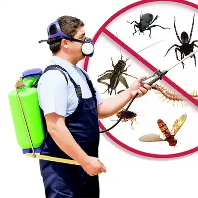 pest control West Falmouth